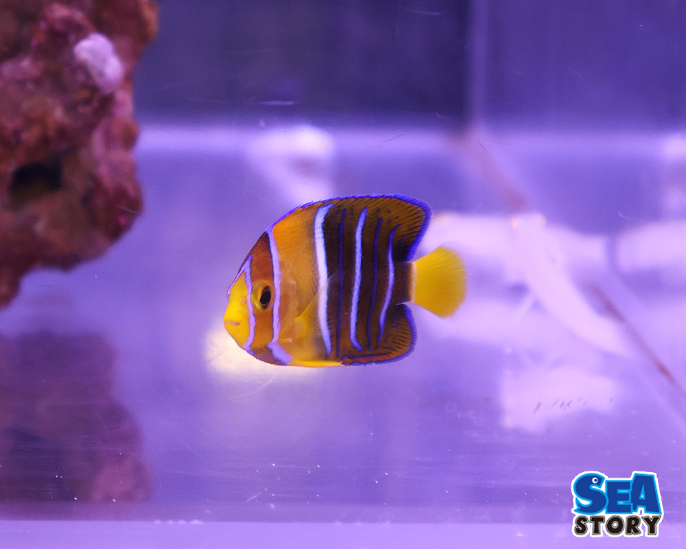 20250305-paxtusa-ennzeru