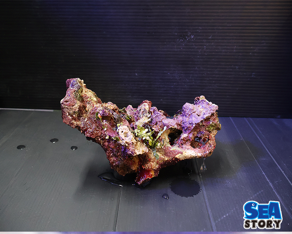 20250305-raiburoxtuku1-01