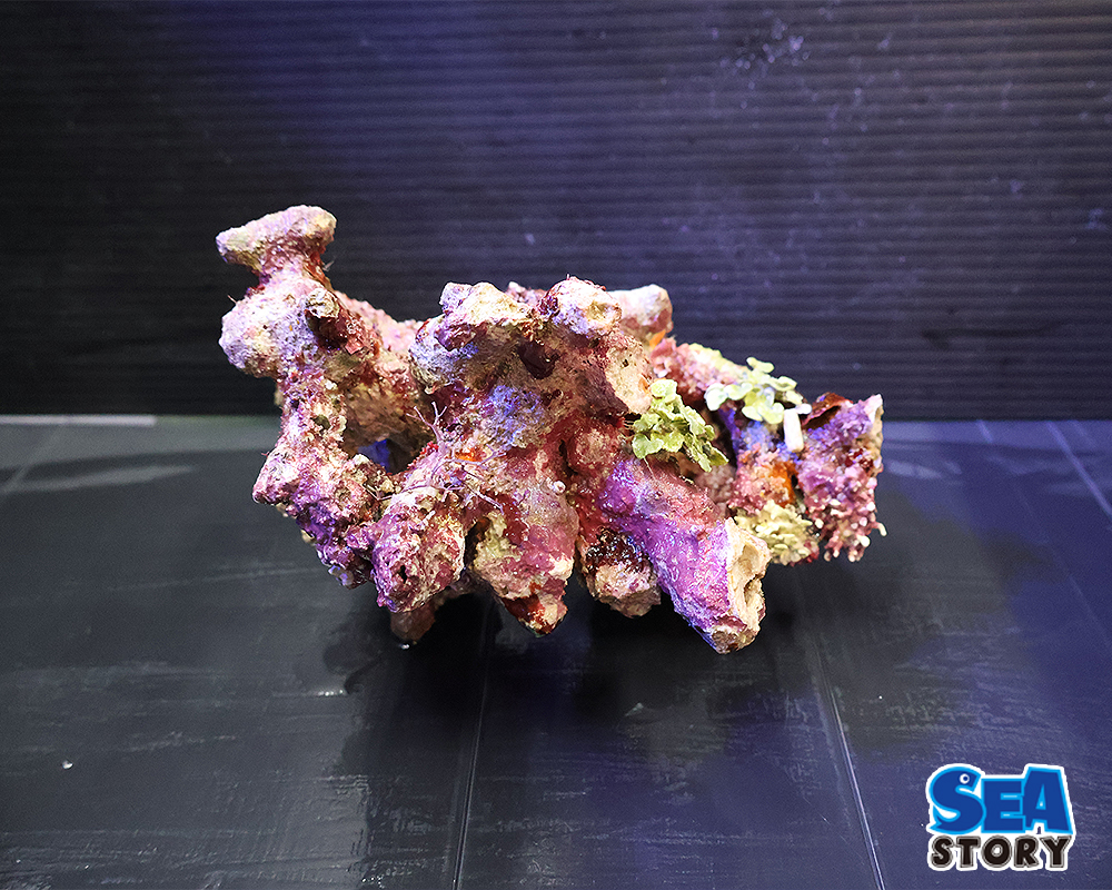 20250305-raiburoxtuku2-01