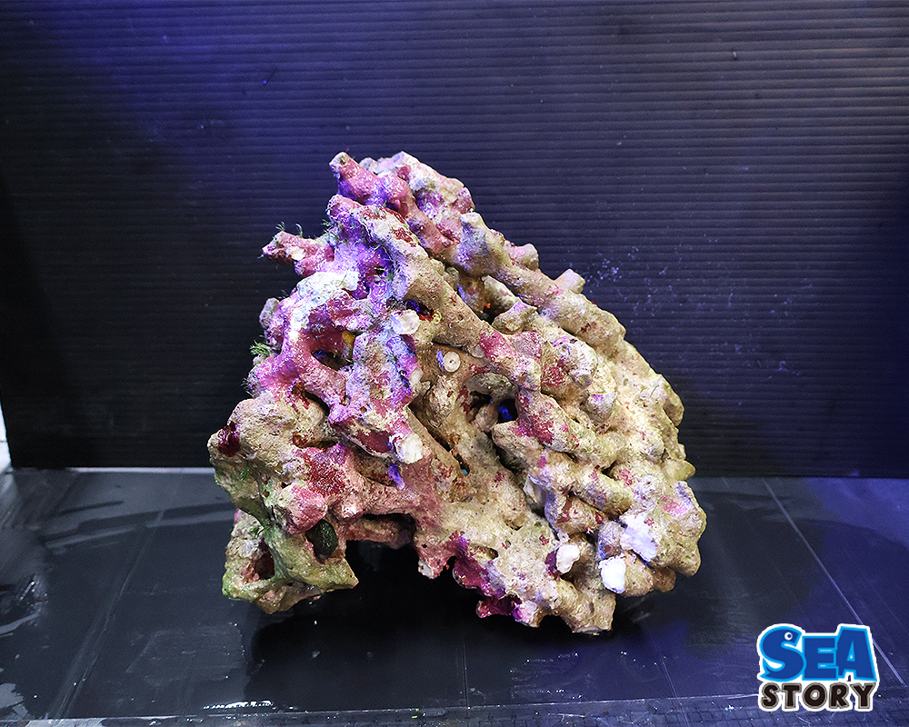 20250305-raiburoxtuku3-01