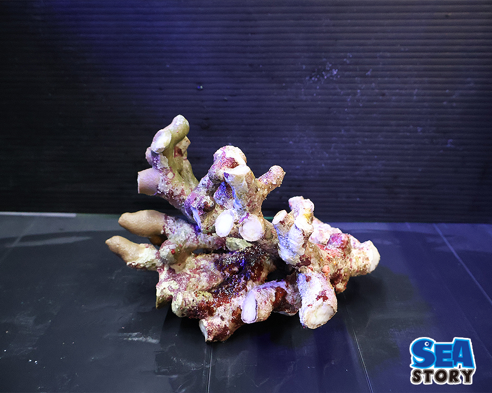 20250305-raiburoxtuku4-01