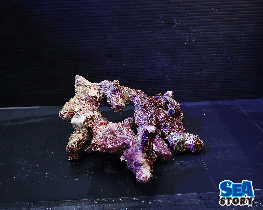 20250305-raiburoxtuku5-01