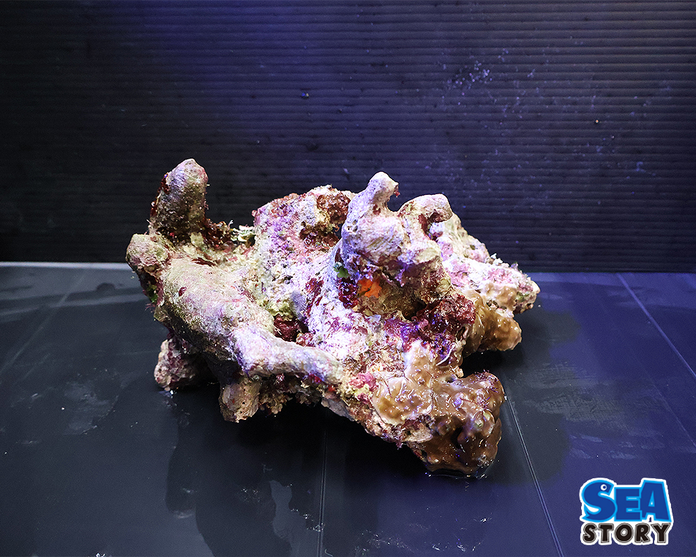 20250305-raiburoxtuku6-01