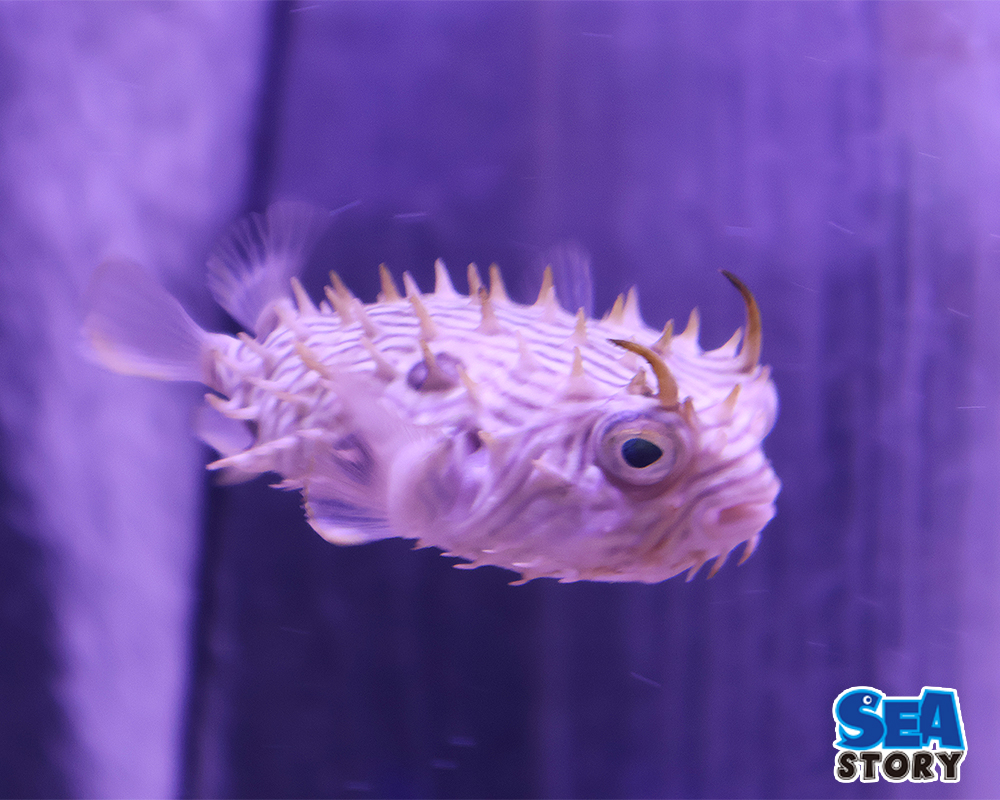 20250305-sutoraipudoba-fuxixtusyu