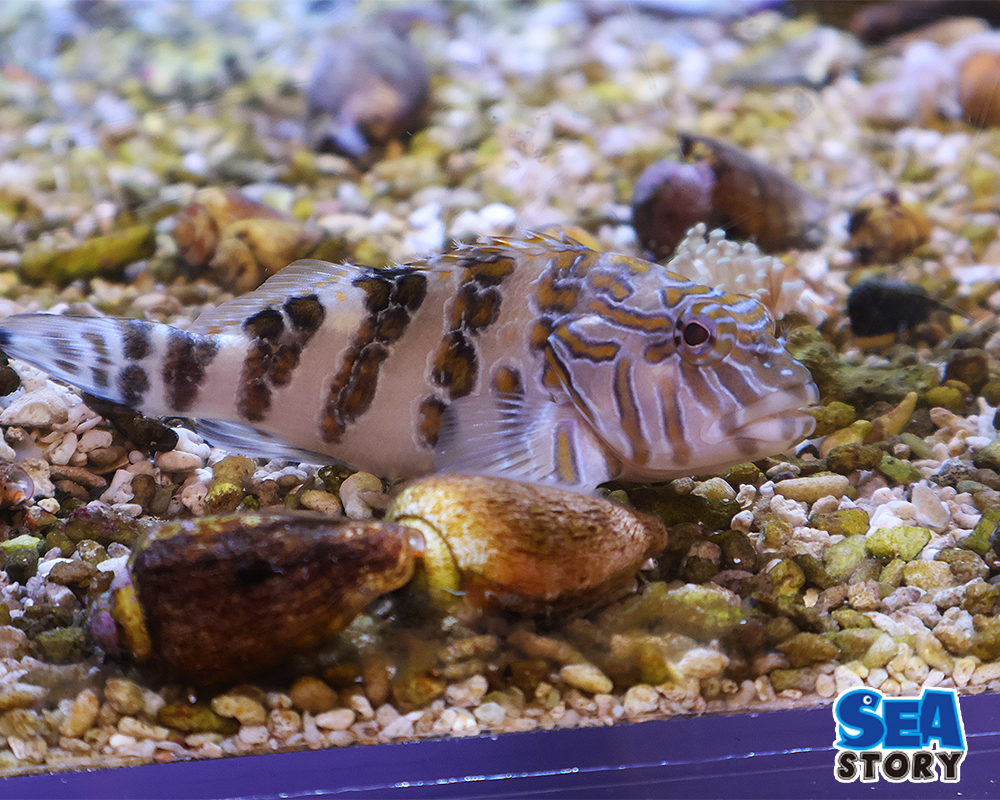 20250305-zyaianntofo-kufuxisyu