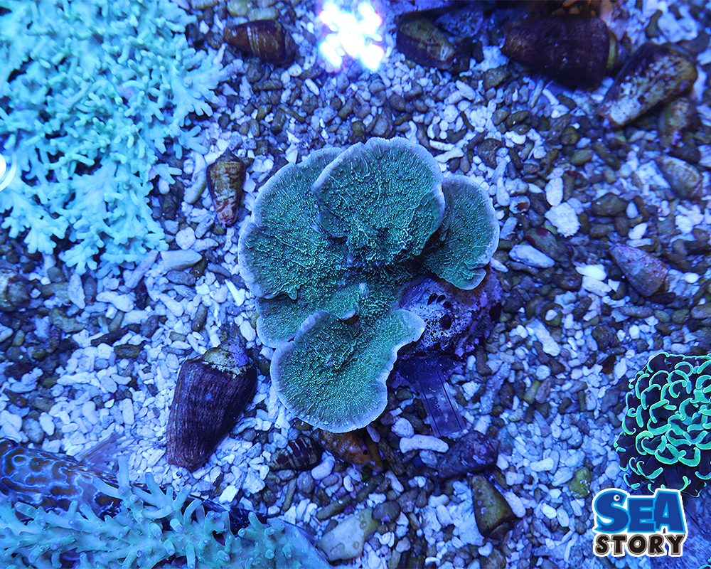 20250315-komonnsanngoguri-n1