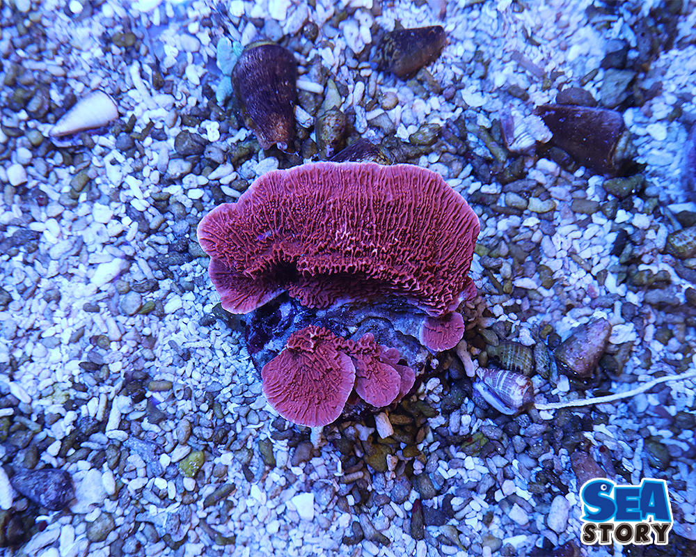 20250315-komonnsanngoreddo1