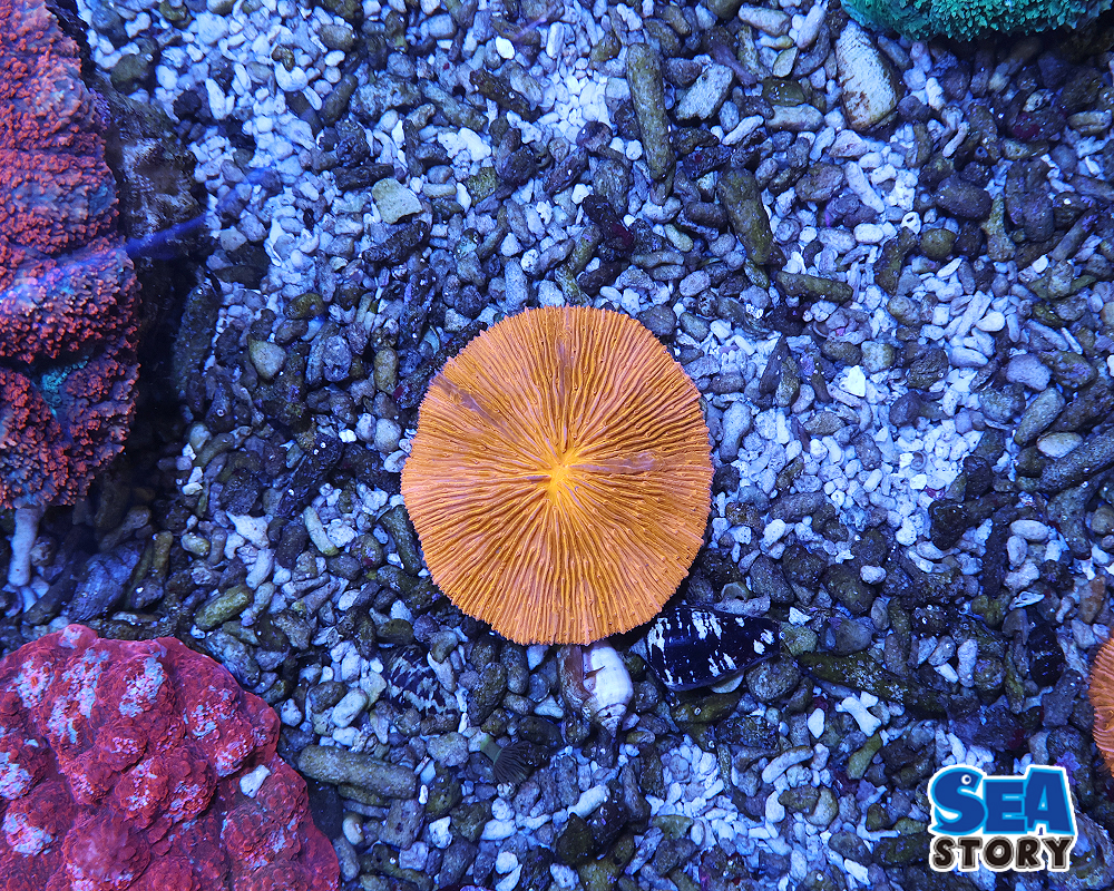 20250315-kusabiraisiorennzi1