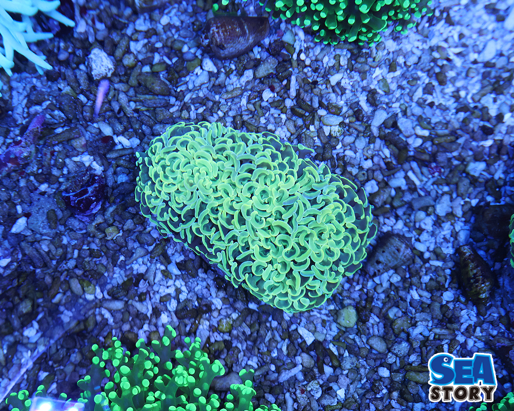 20250315-nagarehanasanngo.iero-guri-nn1