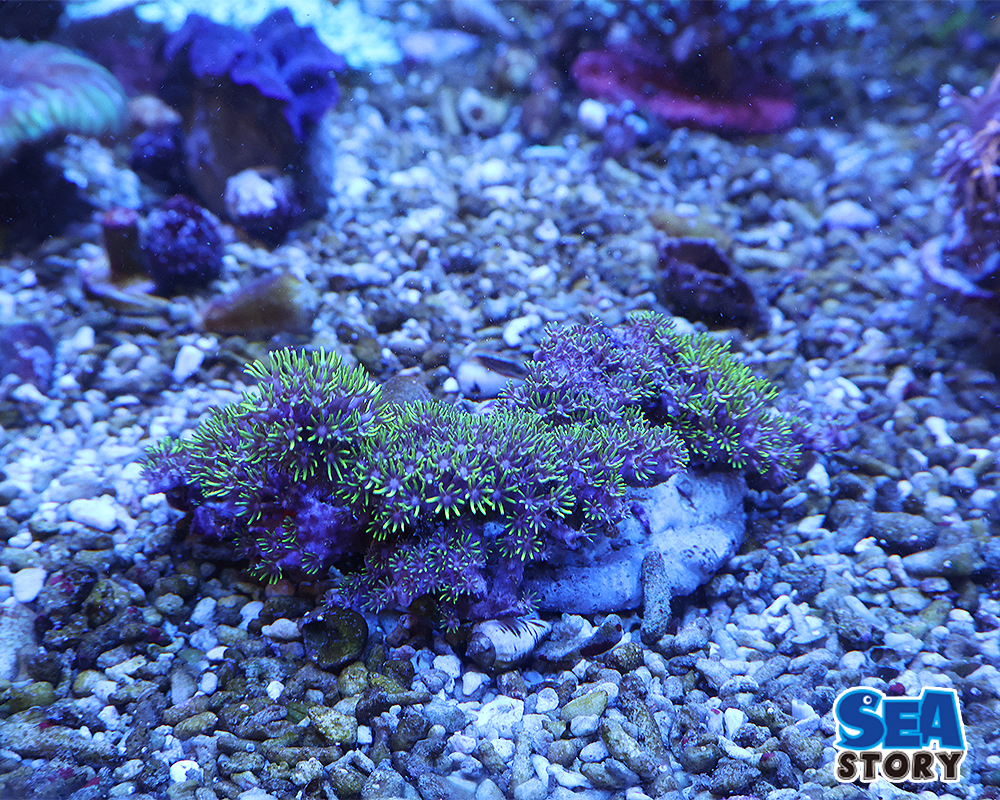 20250315-suta-poripuguri-n1