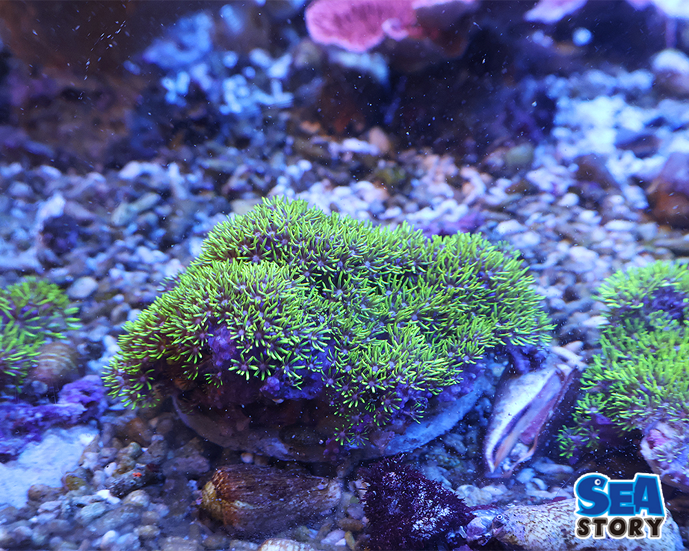 20250315-suta-poripuguri-n6