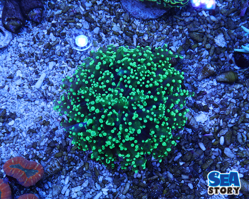 20250315-takoasisanngo1