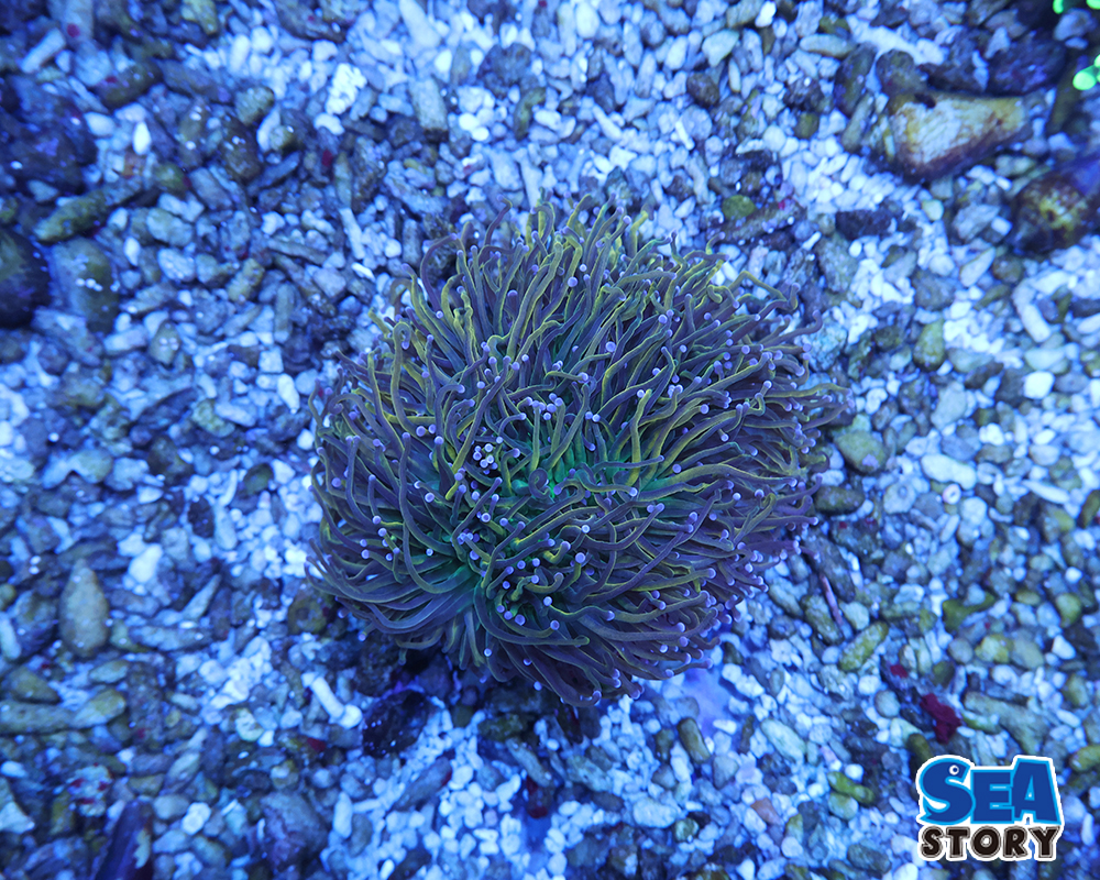 20250315-tutumarusanngo.go-rudoto-ti1