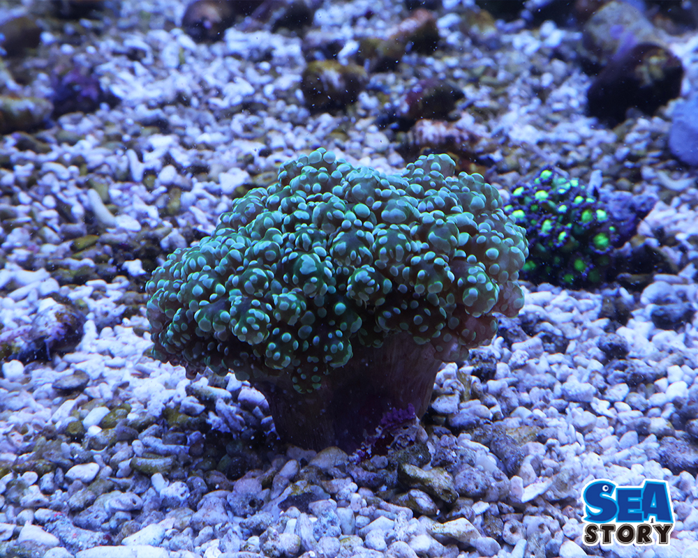 20250320-honntakoasisanngoguri-nnburannti