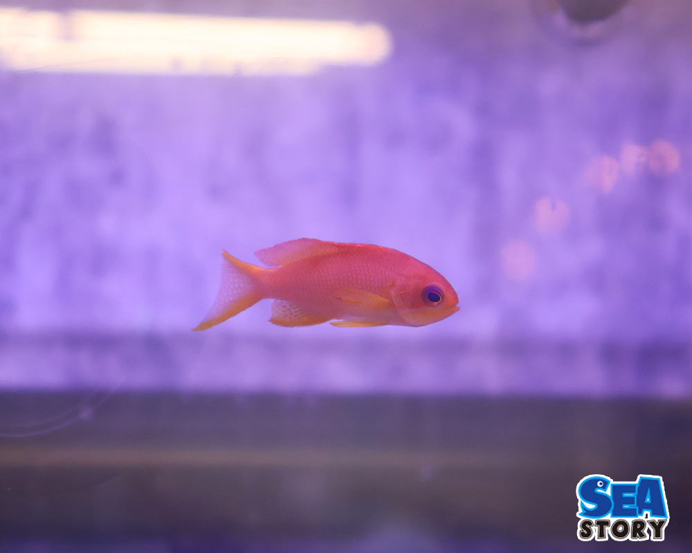 20250320-kinngyohanadaimesu