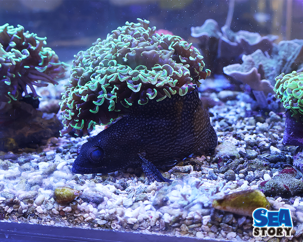 20250320-nagarehanan