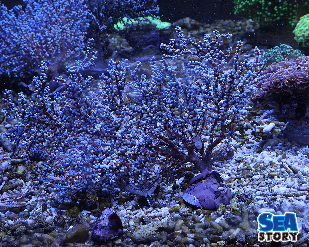 20250320-togenasiyagi1