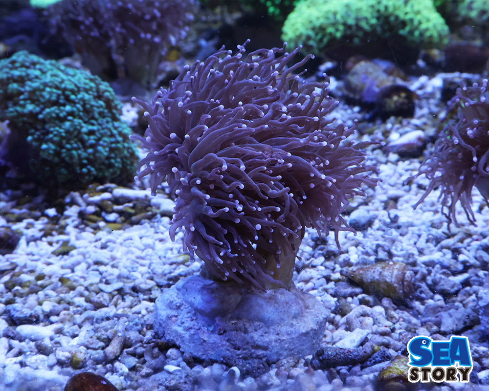 20250320-tutumarusanngoruri-nn2