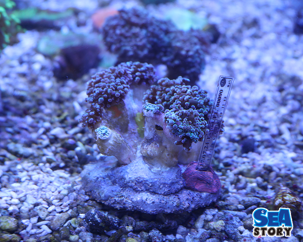 20250327-takoasiburanntiguri-nn1