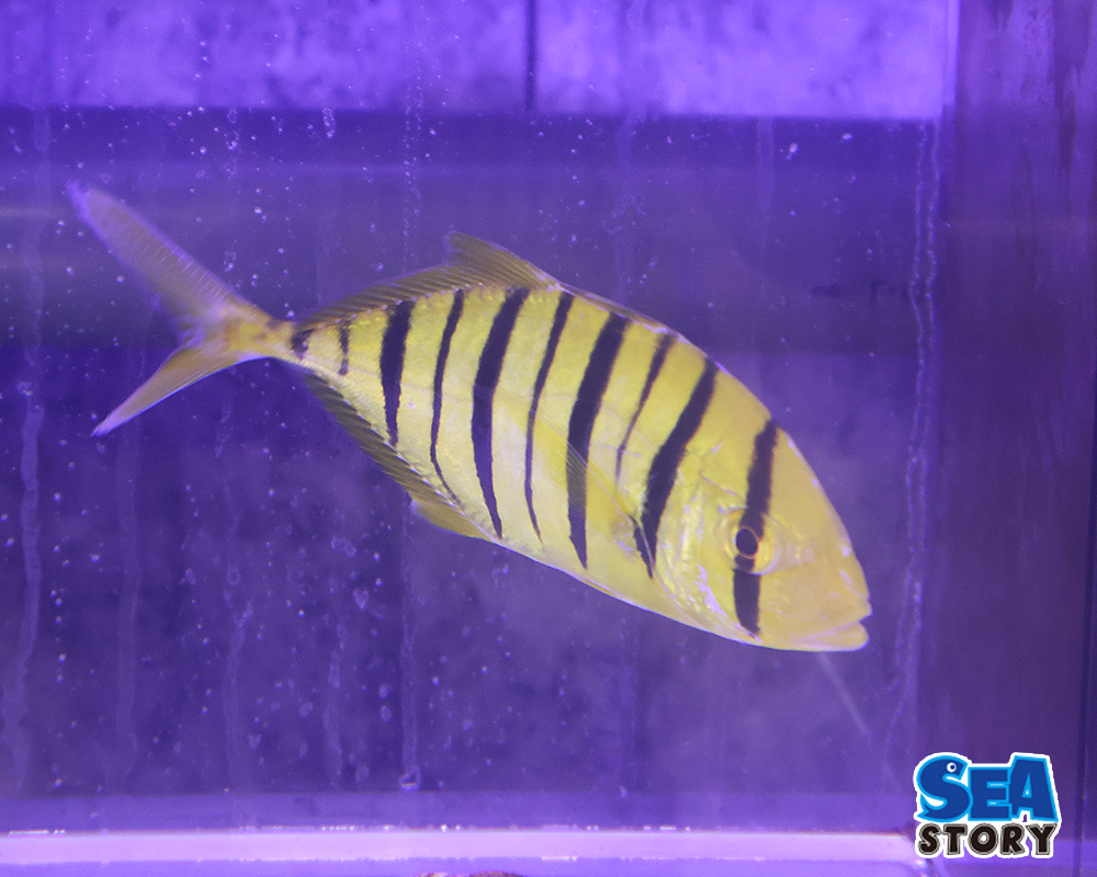 コガネシマアジ