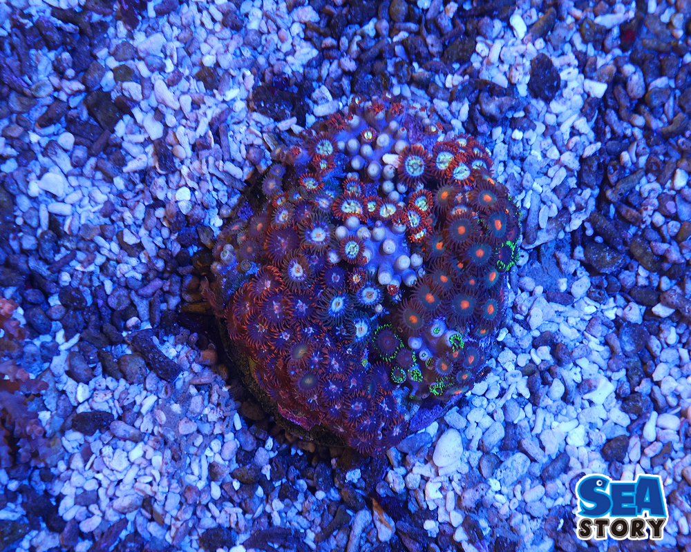 マメスナギンチャク　レッド