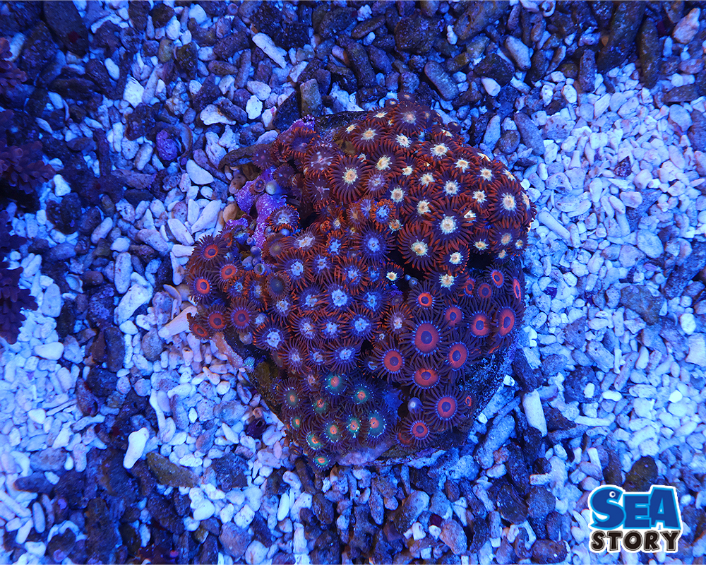 マメスナギンチャク　レッド