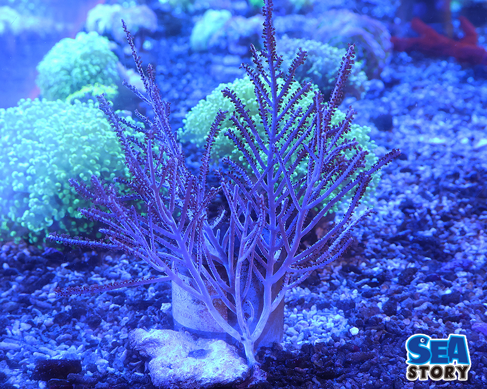 ピピネイトプラム