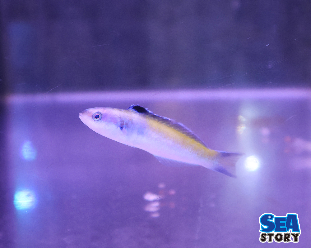 ブルーヘッドラス