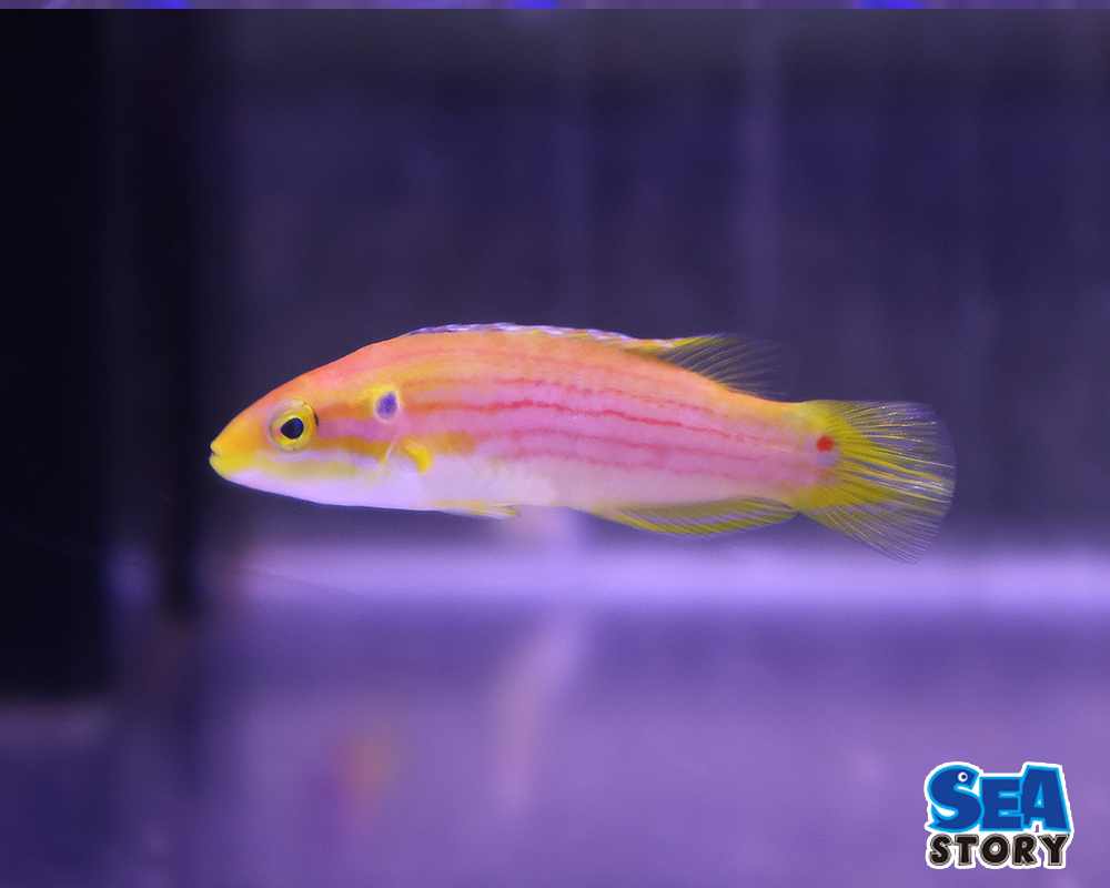 20250331-hutahosikitunebera