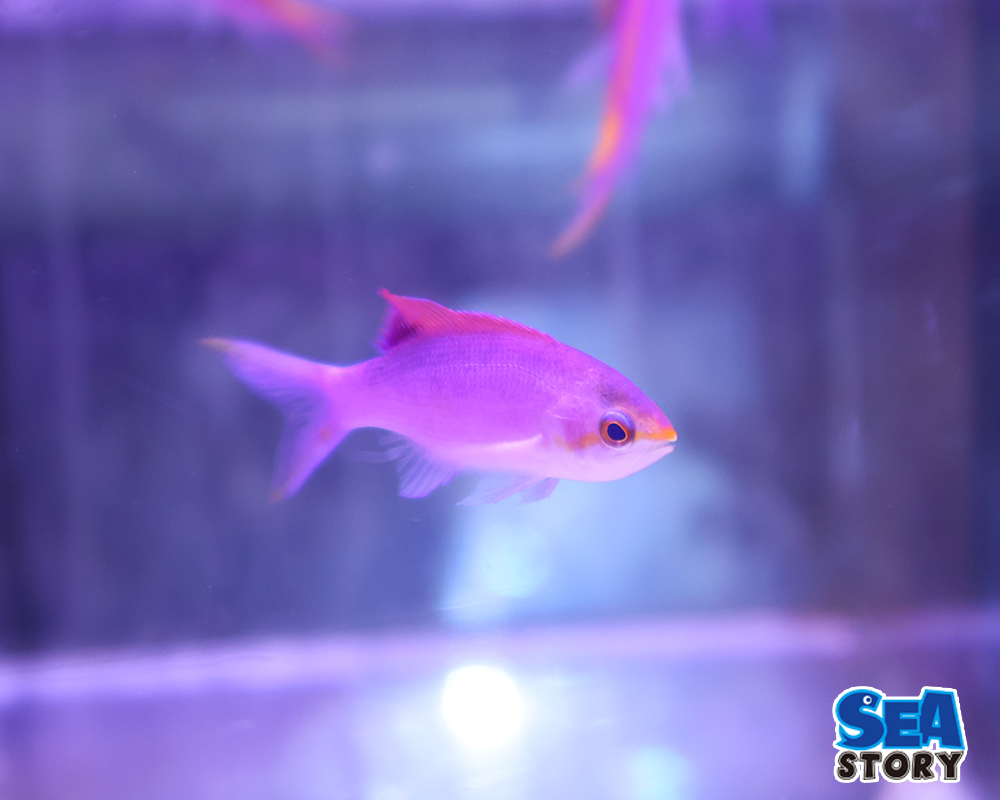 パープルクイーン