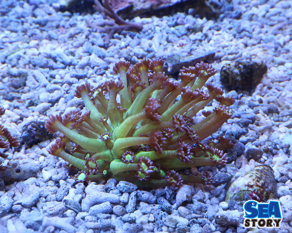 ハナガササンゴ　メタリックグリーン　パープルチップ