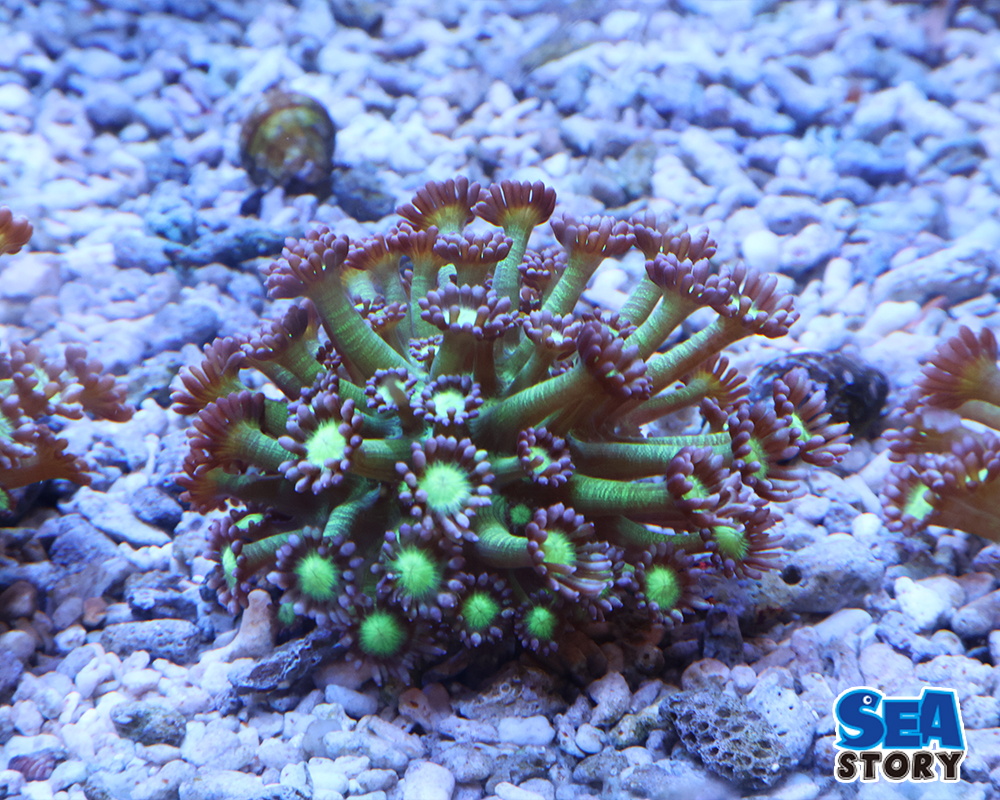 ハナガササンゴ　メタリックグリーン　パープルチップ