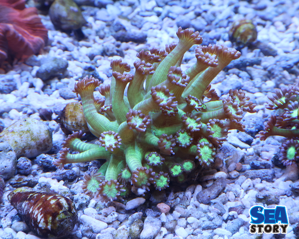 ハナガササンゴ　メタリックグリーン　パープルチップ