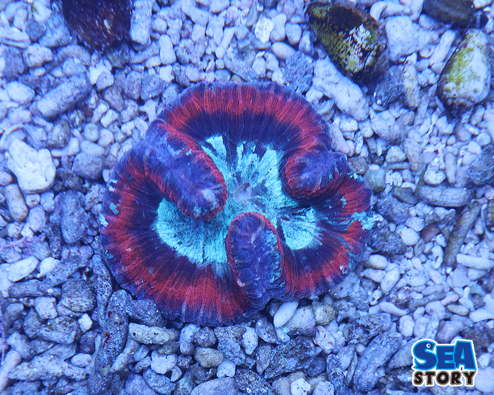 オオバナサンゴ　ダークレッド