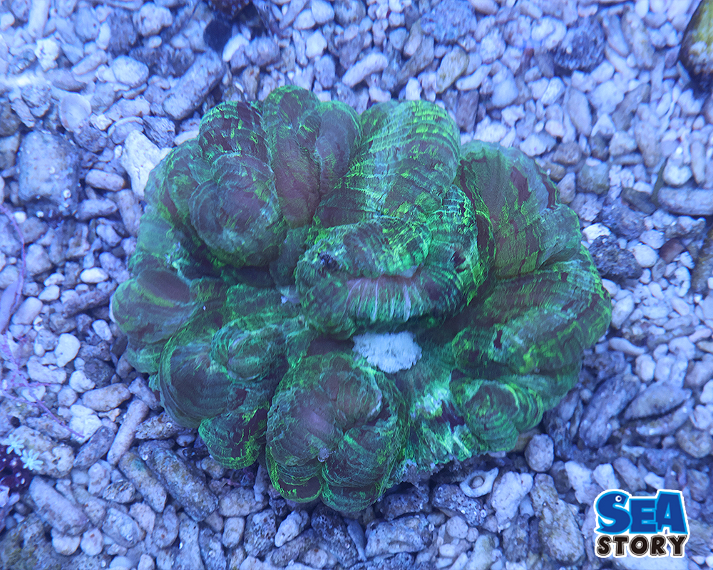 オオバナサンゴ　グリーン