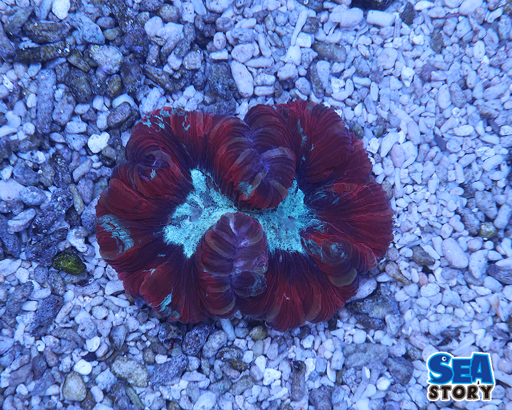 オオバナサンゴ　レッドグリーン