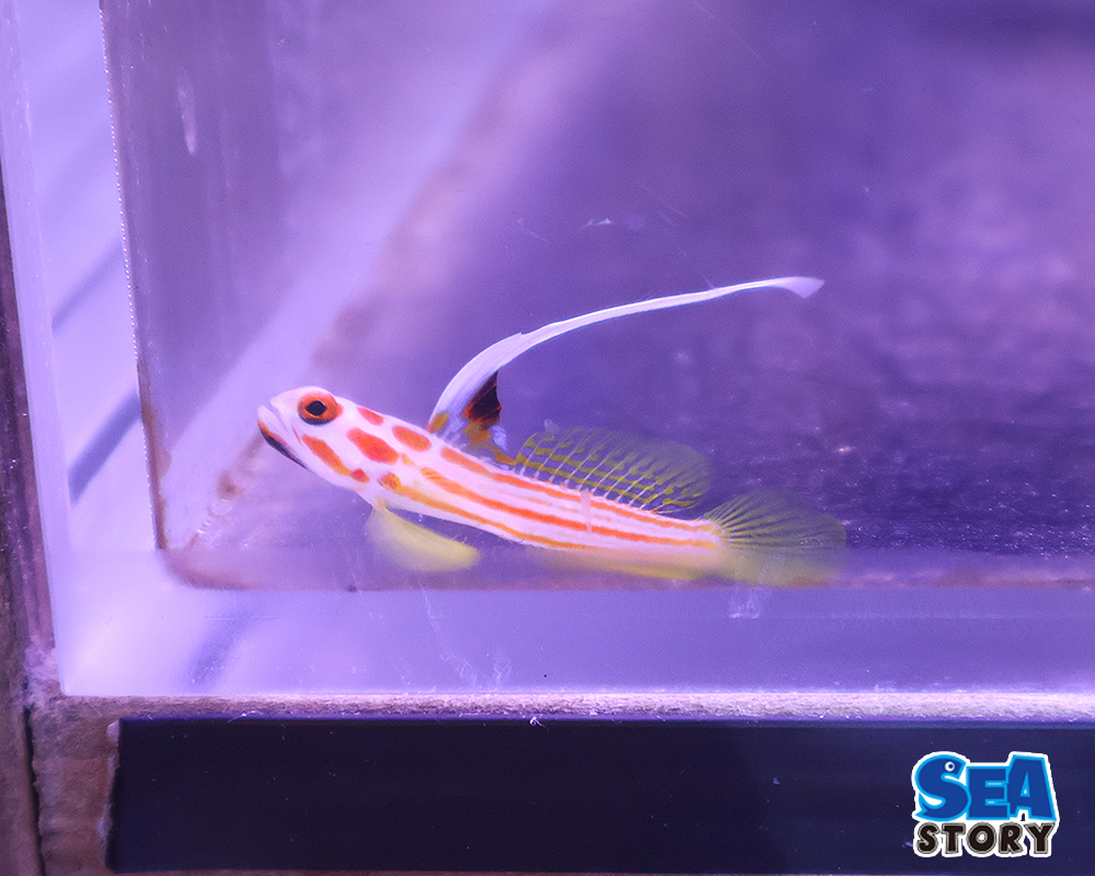 ヤシャハゼ　メス