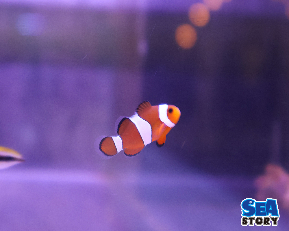 カクレクマノミ　ブリード