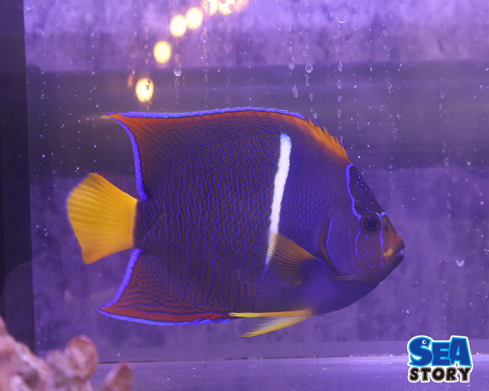 パッサーエンゼルフィッシュ