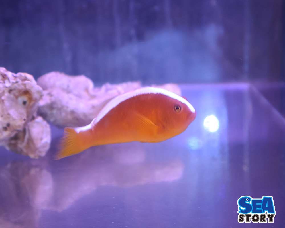 セジロクマノミ