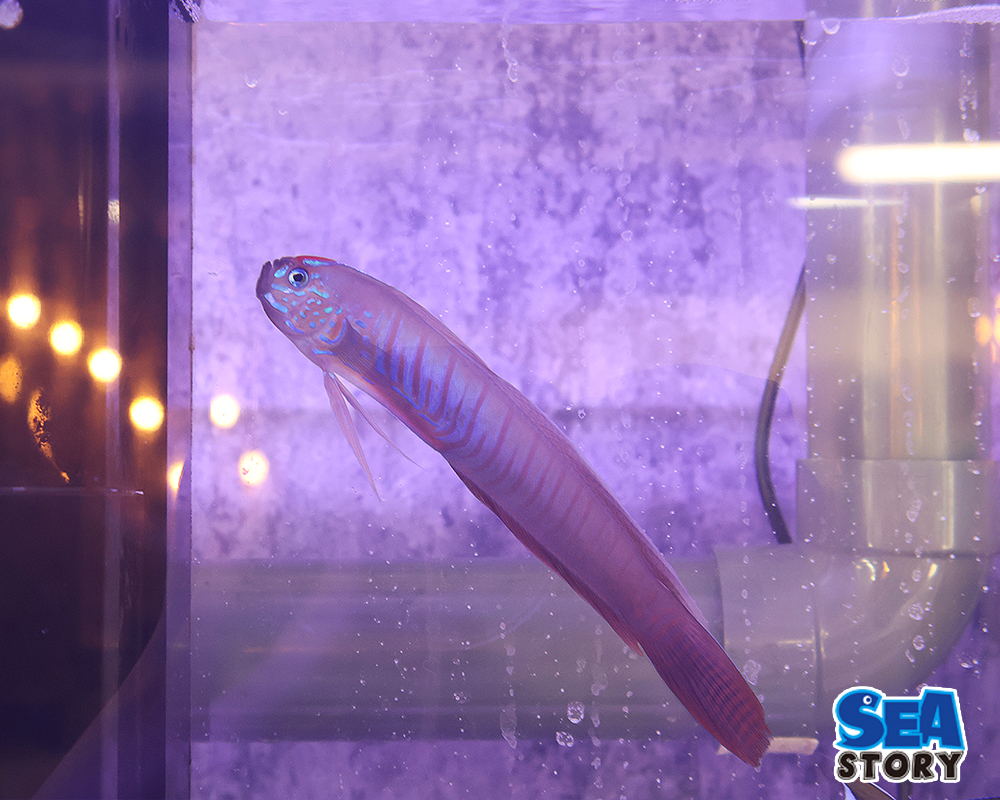 ブルーバーリボンゴビ―