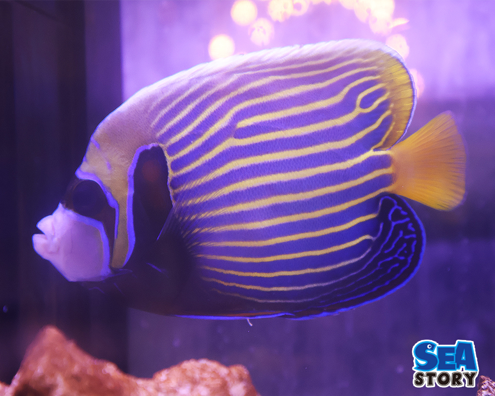 タテジマキンチャクダイ