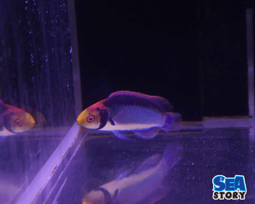 レッドヘッドフェアリーラス