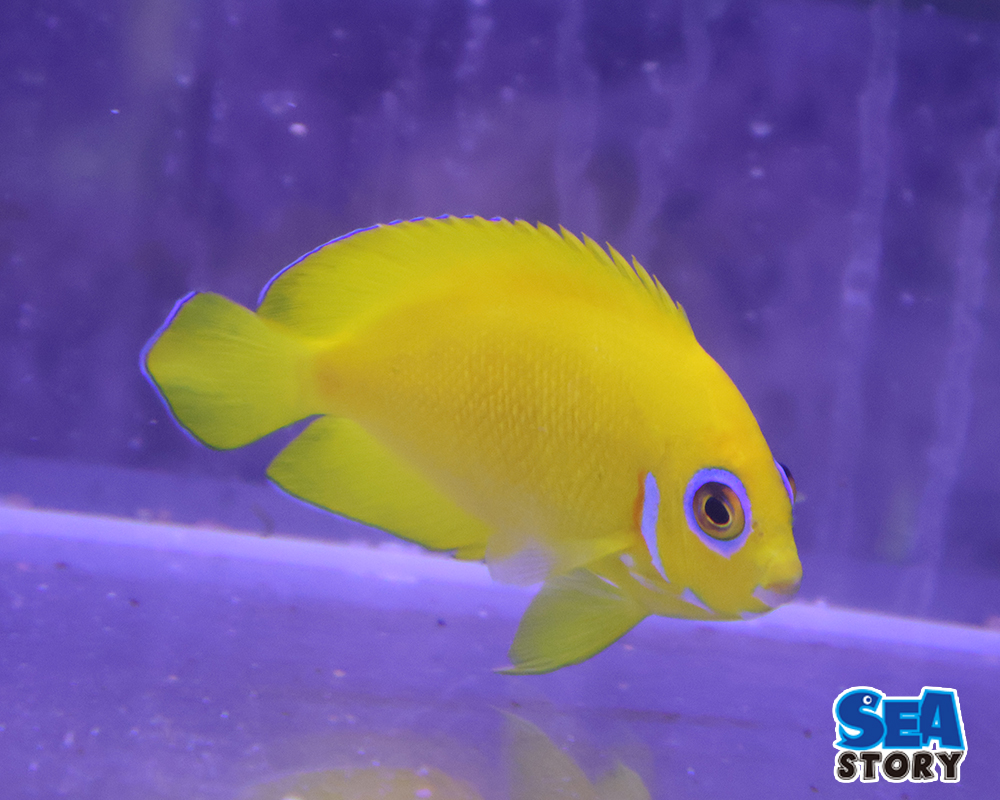 レモンピールエンゼル