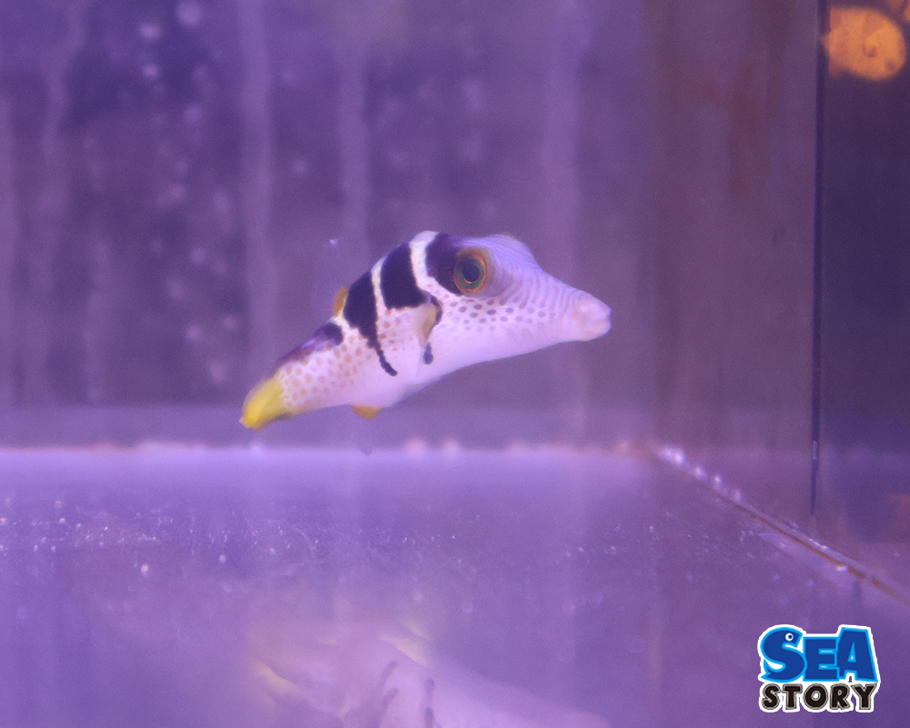 シマキンチャクフグ