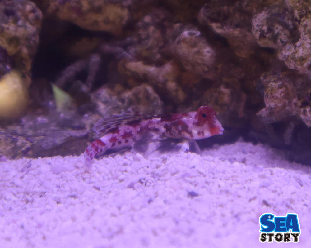 スターリードラゴネット