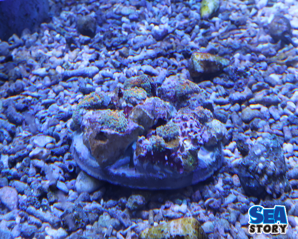 バブルディスク