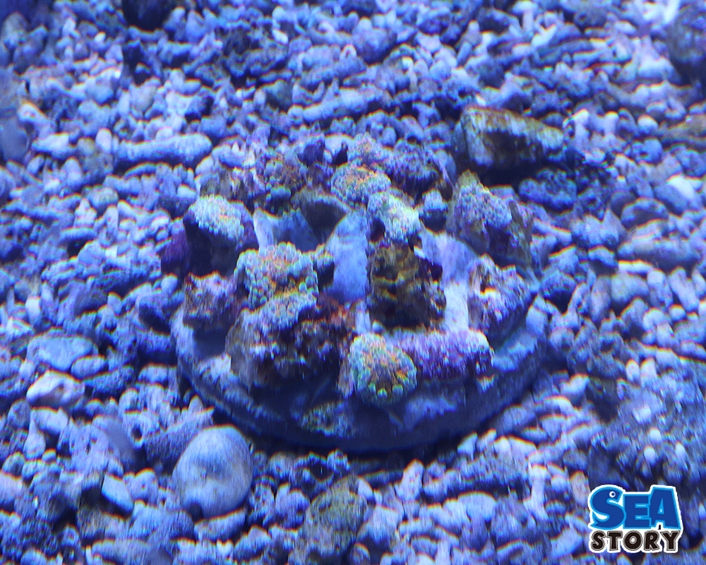 バブルディスク