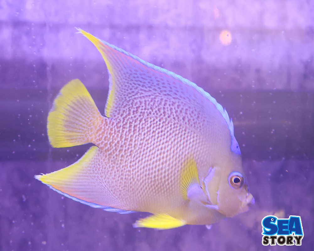 ブルーエンゼル