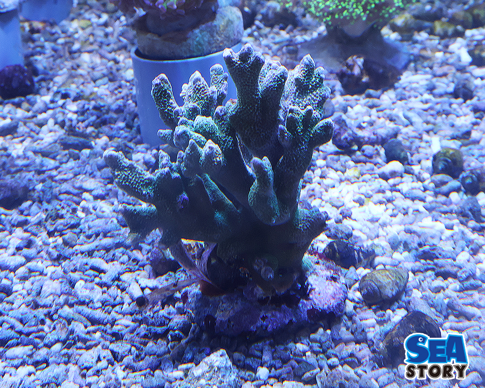 エダコモンサンゴ